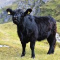 salzburg-guide-photobook-grossglockner-cow