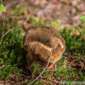 salzburg-guide-mushrooms-beauty