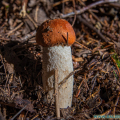 salzburg-guide-mushrooms-fellow
