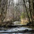 salzburg-guide-photogallery-woods-river-1