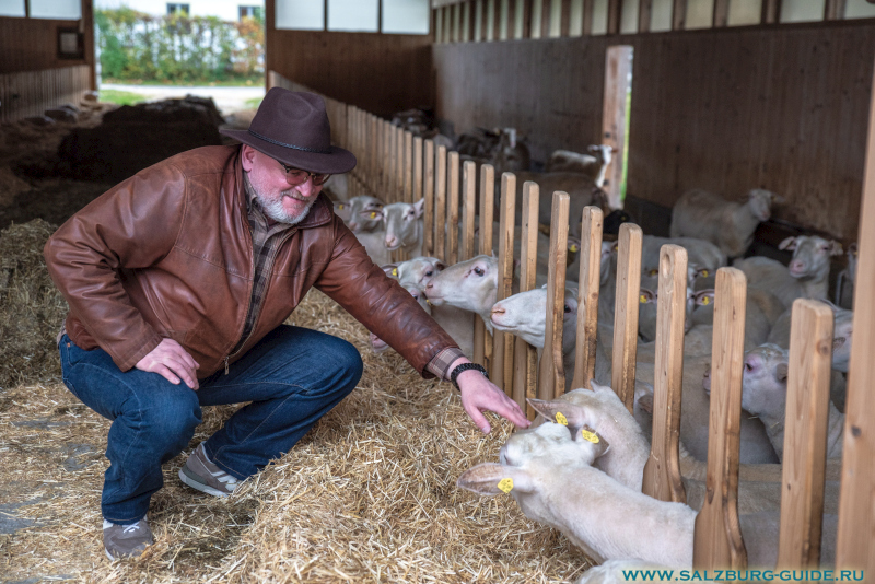 Посещение овечьей фермы в озёрном крае Зальцкаммергут. Диментий и Гоблин