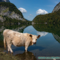salzburg-guide-cow
