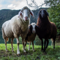 salzburg-guide-gruberalm-sheep-2