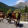 Сгон коров с горных пастбищ. Крестьянская осень в Австрии. Bauernherbst - Almabtrieb
