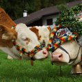 Сгон коров с горных пастбищ. Крестьянская осень в Австрии. Bauernherbst - Almabtrieb