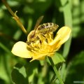 salzburg-guide-blumen-bee