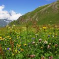 salzburg-guide-blumen-in-alpen