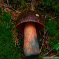 salzburg-guide-mushrooms-1