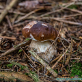 salzburg-guide-mushrooms-boletus