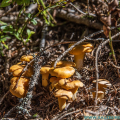 salzburg-guide-mushrooms-eierschwammerl