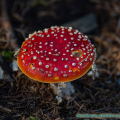 salzburg-guide-mushrooms-fly-agaric