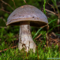 salzburg-guide-mushrooms-fungus