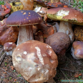 salzburg-guide-mushrooms-harvest