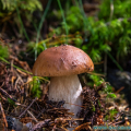 salzburg-guide-mushrooms-white
