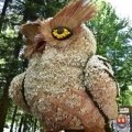 salzburg-guide-narzissen-owl
