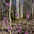 salzburg-guide-photogallery-woods-flowers-spring
