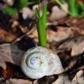 salzburg-guide-photogallery-woods-snail