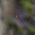 salzburg-guide-photogallery-woods-spider