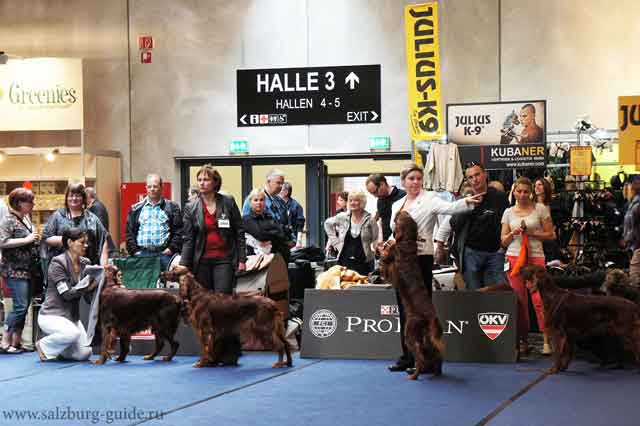 Выставка собак в Зальцбурге