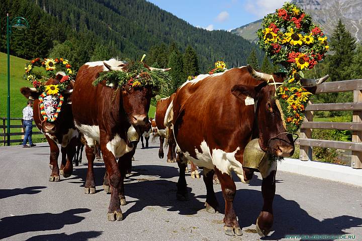 Сгон коров с горных пастбищ в Австрии. Almabtrieb - Bauernherbst
