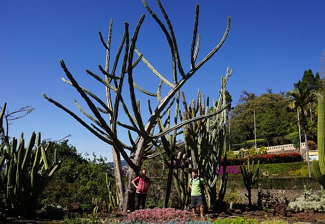 Гигантские кактусы в ботаническом саду Фуншала