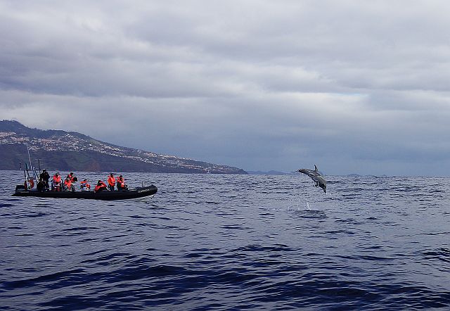 Экскурсия в океан для наблюдения дельфинов и киотов. Остров Мадейра. Португалия.