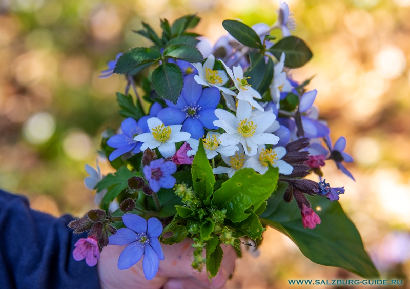 Весенние цветы Австрии