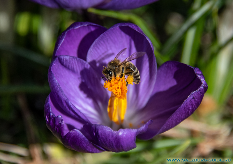 Весенние цветы Австрии - Крокусы