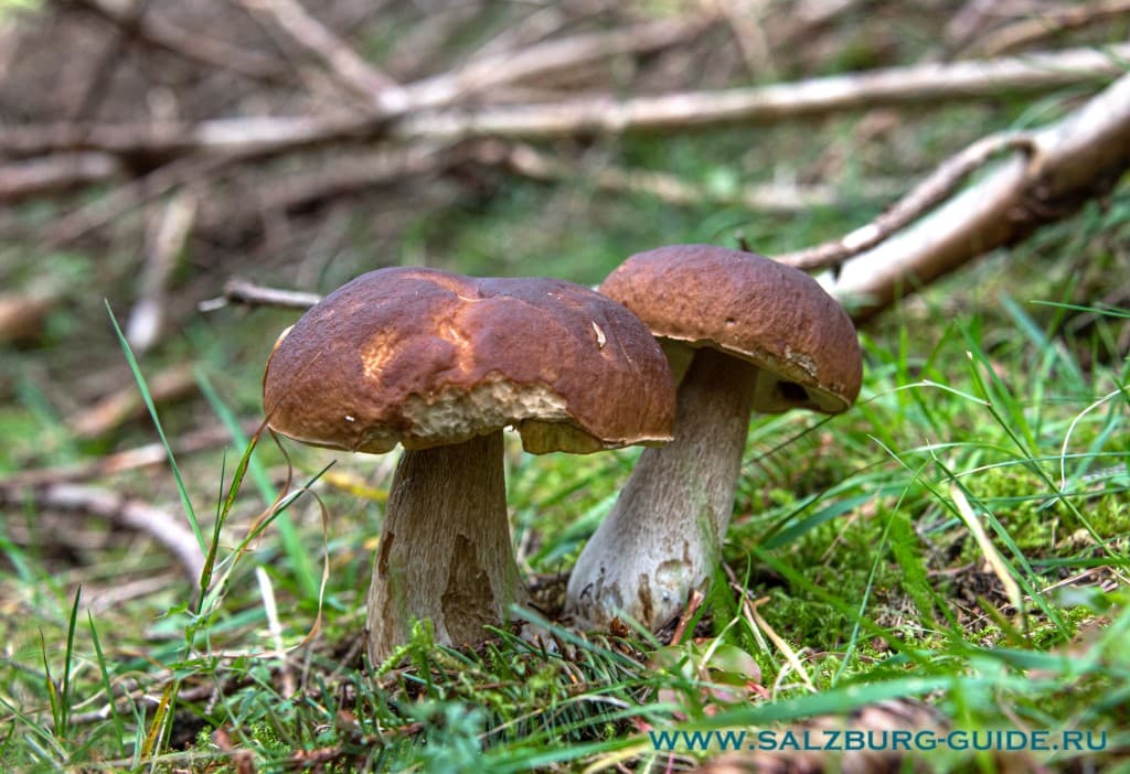 Белые грибы в австрийском лесу